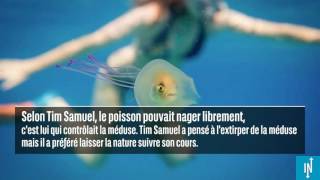 Ce poisson nage dans une méduse cest un phénomène rare [upl. by Bobby3]