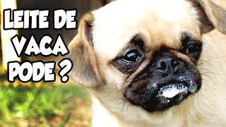 CACHORRO PODE TOMAR LEITE DE VACA  Adulto ou filhote [upl. by Aguayo]