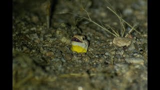 Male spotted barking gecko calling for a mate [upl. by Fionnula273]