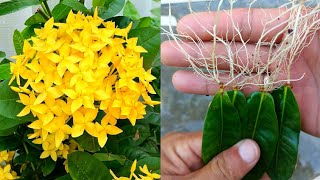 How to propagate ixora plant from leaf  planting ixora coccinea from leaves  with 100 Success [upl. by Clarine]