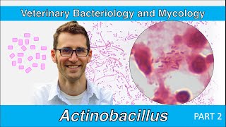 Actinobacillus Part 2  Veterinary Bacteriology and Mycology [upl. by Nishom]