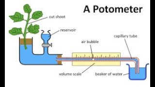 Transpiration with Potometer [upl. by Huan]