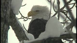 Alaskas Bald Eagle New Threats to Survival [upl. by Sessilu]