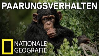 Paarungsverhalten der Tiere DOKU 2017 18 [upl. by Adev760]