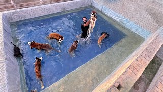 Dogs Swimming Pool Party 🥳 [upl. by Hamilah]