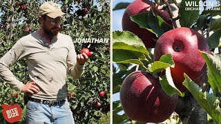 Jonathan Apples  Bite Size [upl. by Sivrat]