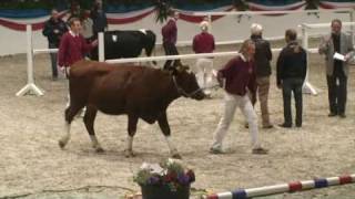 Körung du Holstein 2008  En Allemagne il ny a pas que les chevaux qui sautent [upl. by Devondra]