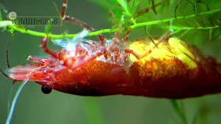 Exploring the Most Colorful Shrimp Species in the World [upl. by Fauch]