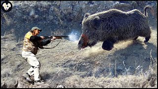 How Farmers Deal With Million Of Wild Boars By Hunting Dog  Wild Boar Attack [upl. by Pelagia]