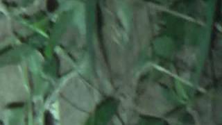 Umbrella snake banded krait on Tiger Head Mountain [upl. by Gustin]