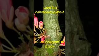 പത്തിനം വനഅശോകങ്ങൾ shortsfeed shortsvideo shortvideo short shortsyoutube [upl. by Nabetse]