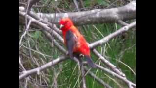 Scarlet Tanager in Lewiston MI [upl. by Grodin]