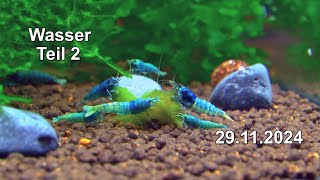 Zucht und Haltung der Zwerggarnelen Caridina Neocaridina EM Algen Wasser Parameter Test Teil 2 [upl. by Suellen428]