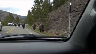 Yellowstone bison herd charges towards vehicle [upl. by Qidas384]