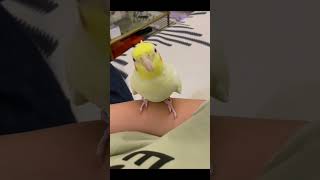 Baby cocktail bird best video new cocktail birds viralvideo viralshort youtubestatus funny [upl. by Akinnej]