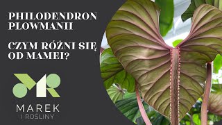 Philodendron plowmanii  czym różni się od philodendrona mamei Pokazuję różnice [upl. by Fellner]