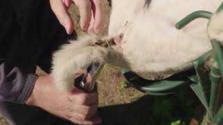 Lamb Marking Best Practice Series Tail Docking with Rings [upl. by Eneroc668]