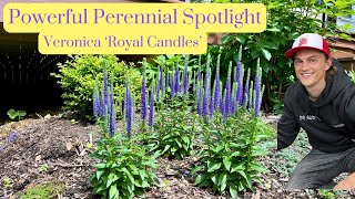 Veronica Royal Candles Speedwell  Power Perennial  Plant Spotlight [upl. by Haelhsa660]