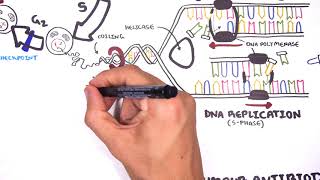 Pharmacology  Chemotherapy agents MOA Alkalating antimetabolites topoisomerase antimitotic [upl. by Enelear8]