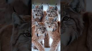 Rising Predators Young Lynxes on the Path to Independence [upl. by Stock396]