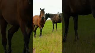 🐴 घोड़ा की आवाज  horse sound  ghode ki awaaz [upl. by Egdamlat725]