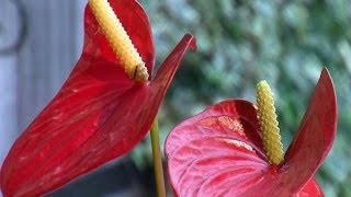 🌺 Comment prendre soin de votre Anthurium à la maison 🌱 [upl. by Aneele]