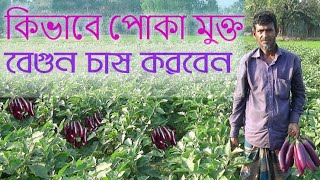 কিভাবে পোকা মুক্ত বেগুন চাষ করবেন ll how to cultivate insect free eggplant ll Dream Way Bangladesh [upl. by Bonnette734]