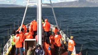 Sea Angling trip from Reykjavik Iceland [upl. by Minerva]