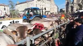 La Fête des bœufs gras de Bazas 2019 Vidéo Jérôme Jamet  Sud Ouest [upl. by Laeria]