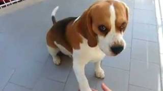 Beagle maschio di 3 anni addestramento [upl. by Rehpotsirc]