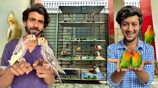 Cocktail aur Fischer Parrot Colony Ly Li 🥳🦜 [upl. by Glad]