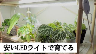 観葉植物を安いLEDライトで育てる｜育成ライトではないけど、十分育つ！ [upl. by Worra980]