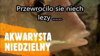 Przewrocilo sie niech lezy [upl. by Sidra]