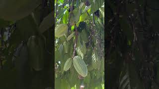 Conoces la Planta de Cacao ó de Chocolate con qué otro nombre la conoces tú plantas fruta farm [upl. by Keyser240]