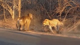 Leopard narrowly escapes baboons  Rare charge through storm drain  Kruger National Park [upl. by Mika]