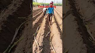 Cane planting [upl. by Rodolph]