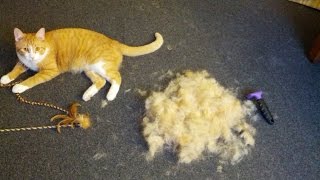 FURminator Review  Cat deshedding brush [upl. by Oicul227]