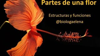 Partes de la flor  Reino Plantae [upl. by Sahc882]