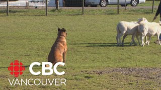 BC trainer teaches dogs learn to herd sheep [upl. by Hallette]