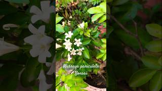 Murraya paniculata Bonsai aka madhukamini garden flowers youtubeshorts trending viralshorts [upl. by Winsor]