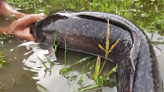 Unique Water Hyacinth Fishing  Best Fishing Videofishing [upl. by Alyam984]