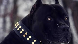 Black American pit bullvery Dangerous dog😈pitbull [upl. by Burleigh]