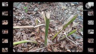 TAGBAK PLANT and flower Alpinia malaccensis [upl. by Aissert946]