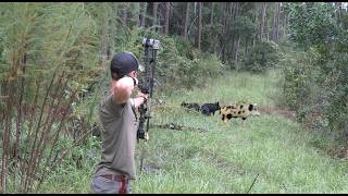 Hog Hunting In A Gator Infested Swamp 6 Hogs Down [upl. by Ahders335]