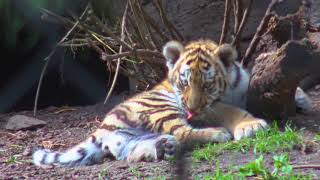 Hagenbecks Tierpark Blick in die Kinderstube der Sibirischen Tigerbabys [upl. by Limaj300]