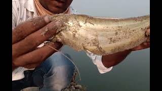 smal padin fish big sije padin fish fhising padin fish catch hanting singal huk singal line fishing [upl. by Apul]