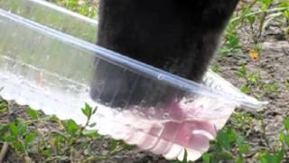 Dogs Tongue While Drinking Slow Motion [upl. by Aisset]