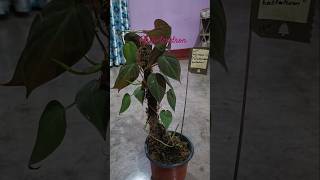 Philodendron plant ☘️indoorplant ytshorts [upl. by Maurer]