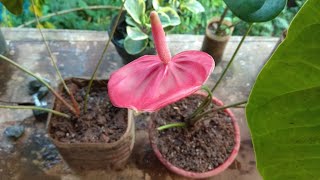 How to grow anthurium plants [upl. by Feltie]