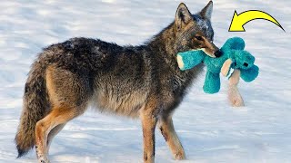 A Coyote Found This Toy in a Backyard But His Playful Response Was Completely Unexpected [upl. by Richer]